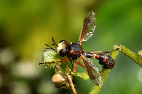 Réf. 211 289 : Physocephala vittata